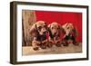 Three Dachshund Puppies-null-Framed Art Print