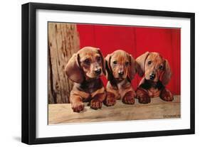 Three Dachshund Puppies-null-Framed Art Print