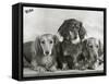 Three Dachshunds Sitting Together from the "Priorsgate" Kennel Owned by Sherer-Thomas Fall-Framed Stretched Canvas