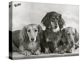 Three Dachshunds Sitting Together from the "Priorsgate" Kennel Owned by Sherer-Thomas Fall-Stretched Canvas