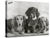 Three Dachshunds Sitting Together from the "Priorsgate" Kennel Owned by Sherer-Thomas Fall-Stretched Canvas