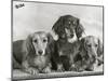 Three Dachshunds Sitting Together from the "Priorsgate" Kennel Owned by Sherer-Thomas Fall-Mounted Photographic Print