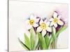 Three Daffodils-Neela Pushparaj-Stretched Canvas