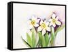 Three Daffodils-Neela Pushparaj-Framed Stretched Canvas