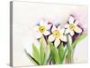 Three Daffodils-Neela Pushparaj-Stretched Canvas