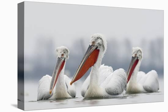 Three Dalmatian Pelican (Pelecanus Crispus) on Lake Kerkini, Macedonia, Greece, February 2009-Peltomäki-Stretched Canvas