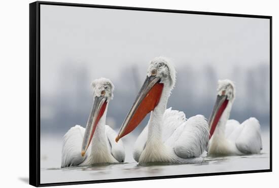 Three Dalmatian Pelican (Pelecanus Crispus) on Lake Kerkini, Macedonia, Greece, February 2009-Peltomäki-Framed Stretched Canvas