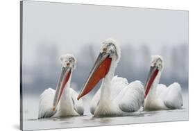 Three Dalmatian Pelican (Pelecanus Crispus) on Lake Kerkini, Macedonia, Greece, February 2009-Peltomäki-Stretched Canvas