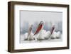 Three Dalmatian Pelican (Pelecanus Crispus) on Lake Kerkini, Macedonia, Greece, February 2009-Peltomäki-Framed Photographic Print