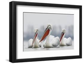 Three Dalmatian Pelican (Pelecanus Crispus) on Lake Kerkini, Macedonia, Greece, February 2009-Peltomäki-Framed Photographic Print