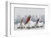 Three Dalmatian Pelican (Pelecanus Crispus) on Lake Kerkini, Macedonia, Greece, February 2009-Peltomäki-Framed Photographic Print