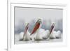 Three Dalmatian Pelican (Pelecanus Crispus) on Lake Kerkini, Macedonia, Greece, February 2009-Peltomäki-Framed Photographic Print