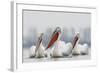 Three Dalmatian Pelican (Pelecanus Crispus) on Lake Kerkini, Macedonia, Greece, February 2009-Peltomäki-Framed Photographic Print