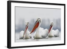 Three Dalmatian Pelican (Pelecanus Crispus) on Lake Kerkini, Macedonia, Greece, February 2009-Peltomäki-Framed Photographic Print