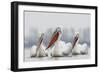 Three Dalmatian Pelican (Pelecanus Crispus) on Lake Kerkini, Macedonia, Greece, February 2009-Peltomäki-Framed Photographic Print