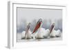 Three Dalmatian Pelican (Pelecanus Crispus) on Lake Kerkini, Macedonia, Greece, February 2009-Peltomäki-Framed Photographic Print