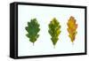 Three Decaying Leaves-Clive Nolan-Framed Stretched Canvas