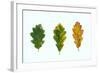 Three Decaying Leaves-Clive Nolan-Framed Photographic Print