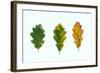 Three Decaying Leaves-Clive Nolan-Framed Photographic Print