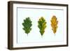 Three Decaying Leaves-Clive Nolan-Framed Photographic Print