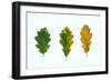 Three Decaying Leaves-Clive Nolan-Framed Photographic Print