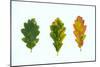 Three Decaying Leaves-Clive Nolan-Mounted Photographic Print