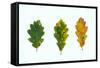 Three Decaying Leaves-Clive Nolan-Framed Stretched Canvas