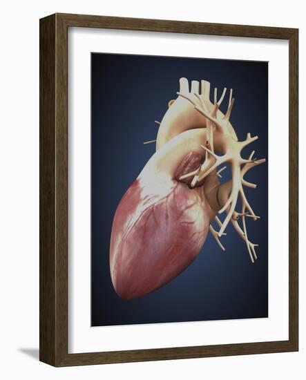 Three Dimensional View of Human Heart-Stocktrek Images-Framed Art Print