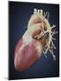 Three Dimensional View of Human Heart-Stocktrek Images-Mounted Art Print