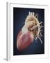 Three Dimensional View of Human Heart-Stocktrek Images-Framed Art Print