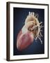 Three Dimensional View of Human Heart-Stocktrek Images-Framed Art Print