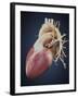 Three Dimensional View of Human Heart-Stocktrek Images-Framed Art Print