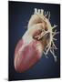 Three Dimensional View of Human Heart-Stocktrek Images-Mounted Art Print