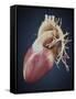 Three Dimensional View of Human Heart-Stocktrek Images-Framed Stretched Canvas