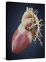 Three Dimensional View of Human Heart-Stocktrek Images-Stretched Canvas