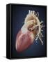 Three Dimensional View of Human Heart-Stocktrek Images-Framed Stretched Canvas