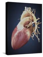 Three Dimensional View of Human Heart-Stocktrek Images-Stretched Canvas