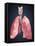 Three Dimensional View of Human Lungs-Stocktrek Images-Framed Stretched Canvas