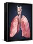 Three Dimensional View of Human Lungs-Stocktrek Images-Framed Stretched Canvas