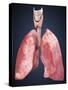 Three Dimensional View of Human Lungs-Stocktrek Images-Stretched Canvas