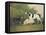 Three Dogs in a Landscape-John Boultbee-Framed Stretched Canvas