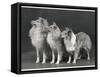 Three Dogs Standing Together-null-Framed Stretched Canvas