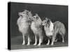 Three Dogs Standing Together-null-Stretched Canvas