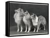 Three Dogs Standing Together-null-Framed Stretched Canvas