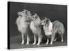 Three Dogs Standing Together-null-Stretched Canvas