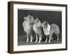 Three Dogs Standing Together-null-Framed Photographic Print