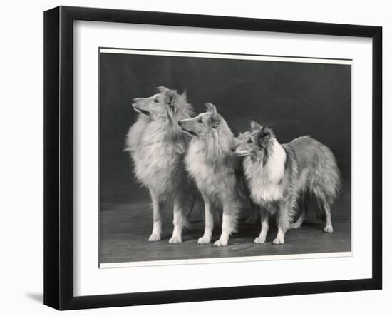 Three Dogs Standing Together-null-Framed Photographic Print