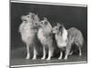 Three Dogs Standing Together-null-Mounted Photographic Print