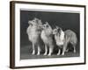 Three Dogs Standing Together-null-Framed Photographic Print