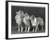 Three Dogs Standing Together-null-Framed Photographic Print